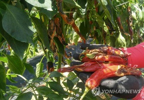 칼라병 걸린 고추