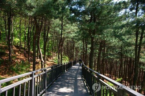 잣나무 삼림욕장