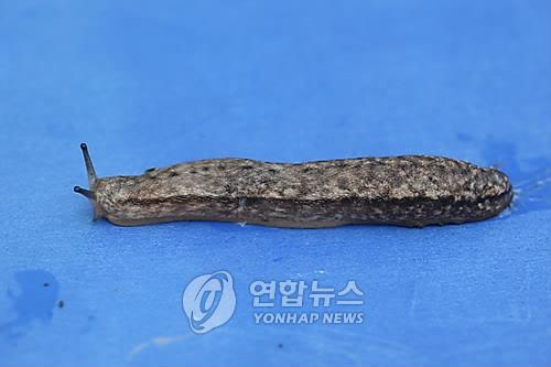 민달팽이는 병안목 민달팽이과 연체동물로 야행성