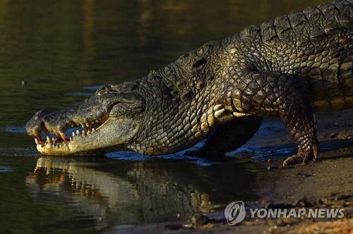 악어 자료사진