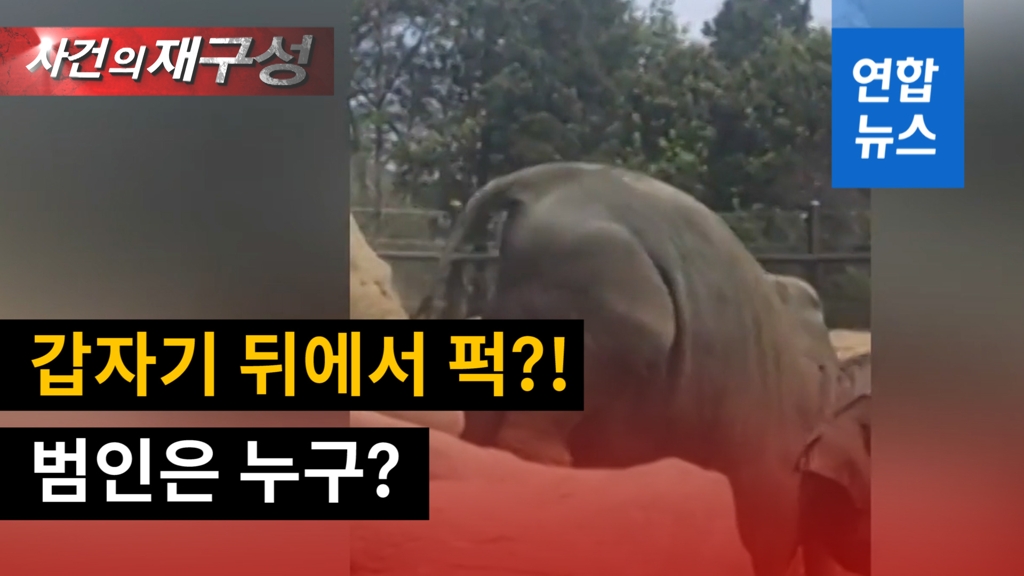 [영상] 새끼 코끼리 꼬꾸라지면서 물웅덩이 '풍덩'…누가 밀었나? - 2
