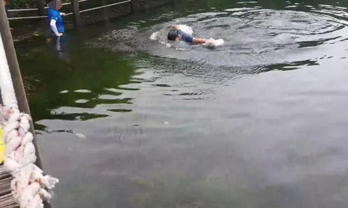 한라산 사라오름 산정호수에서 수영하는 탐방객