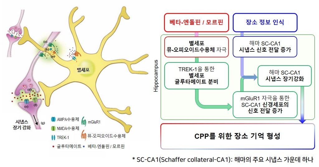 별세포를 통한 특정 장소 선호(CPP) 기억 형성 분자와 메커니즘