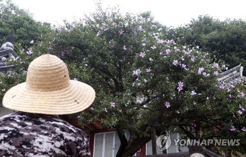 수세 약해진 국내 최고령 무궁화나무