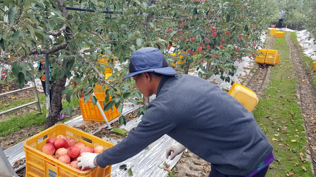 사과 수확하는 외국인 노동자