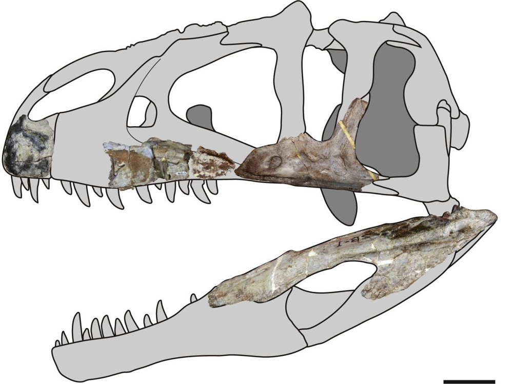 태국서 처음 발굴된 화석을 토대로 복원한 대형 육식공룡 시암랩터 두개골 