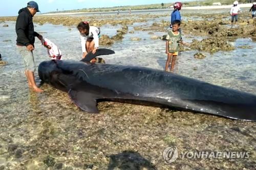 인도네시아 사부섬 해변에 밀려온 고래 17마리