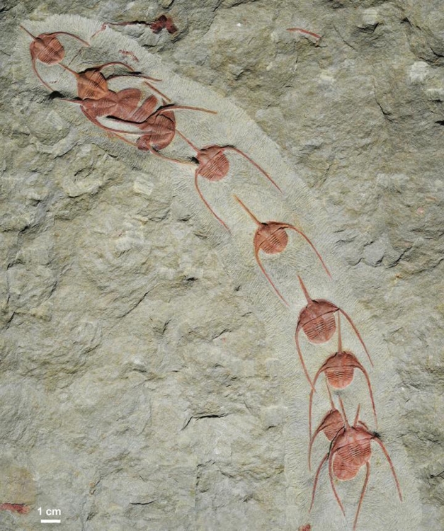 암픽스 삼엽충 행렬 화석 