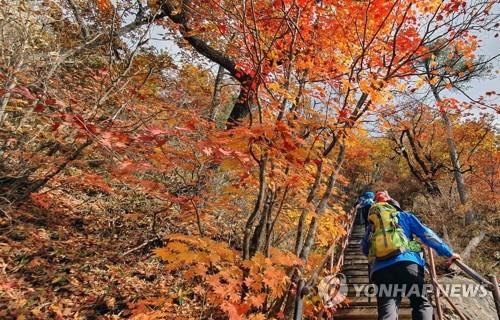 붉게 타오르는 설악산 단풍 (양양=연합뉴스) 이종건 기자 = 19일 오전 설악산 국립공원 한계령 구간에서 등산객이 단풍을 감상하며 길을 오르고 있다. 2019.10.19 momo@yna.co.kr