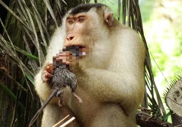 말레이 원숭이가 쥐를 먹는다고?…닷새에 한 마리 섭취 