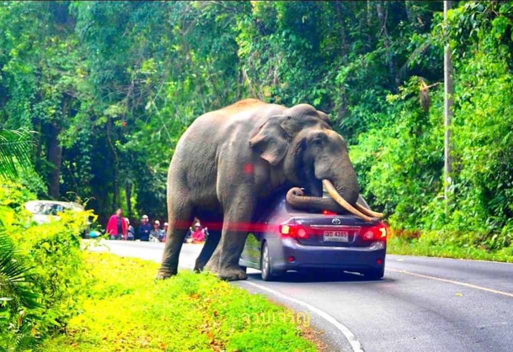 수컷 코끼리 두에아가 차량 옆으로 비스듬히 몸을 누이는 모습