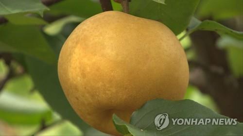 배