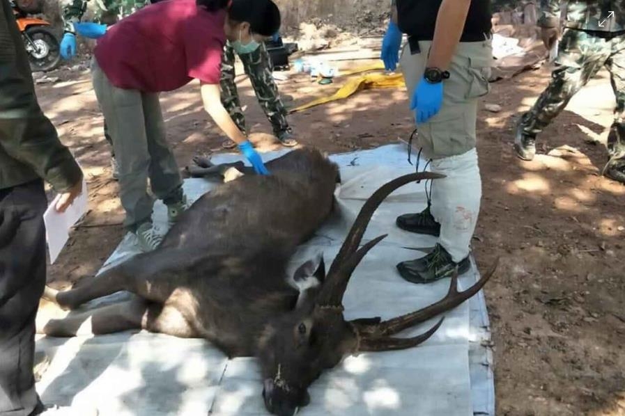 쿤 사탄 국립공원에서 사체로 발견된 수컷 야생 사슴