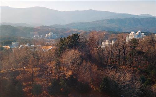 강릉 시내 올겨울 적설량은 0㎝.