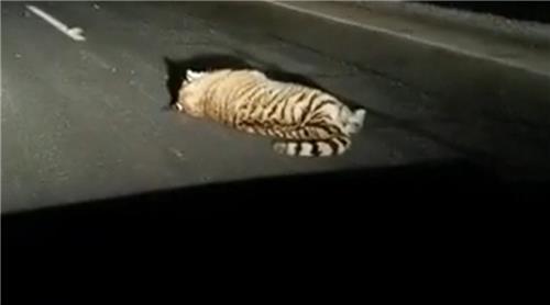 도로에 쓰러져 있는 백두산 호랑이의 모습.