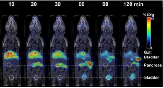 형광물질을 이용한 실험쥐의 양전자단층촬영(PET) 이미지