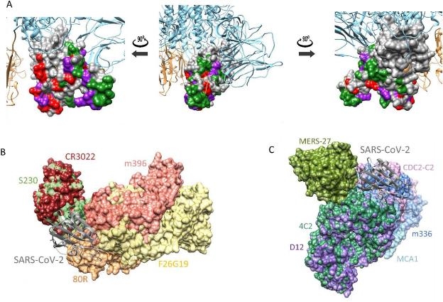코로나19 스파이크 단백질(A), 사스 중화항체(B), 메르스 중화항체(C)의 구조