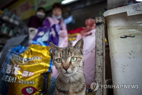중국의 한 반려동물 관련 상점에 있는 고양이