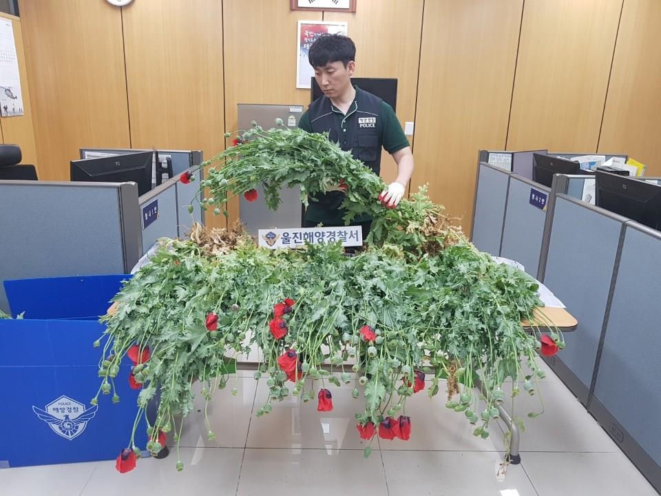 압수한 양귀비