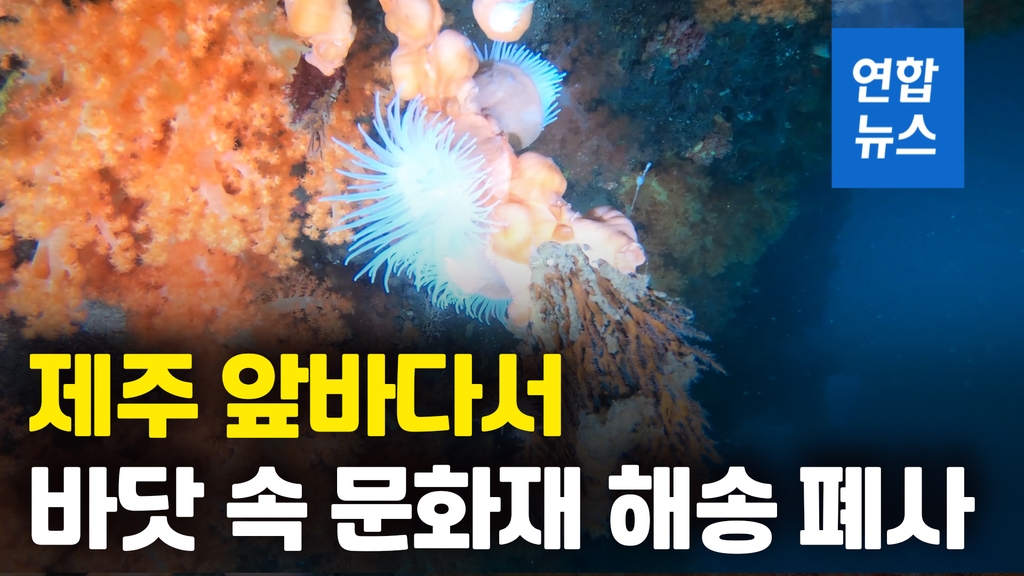 [영상] 말미잘 때문?…바닷속 문화재 '해송' 폐사 비상 - 2