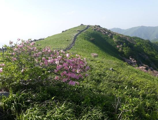 아름다움 자랑하는 소백산 철쭉