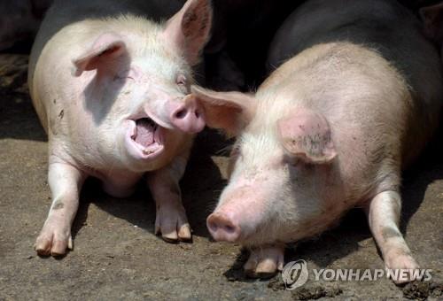 중국 돼지농장의 돼지 [EPA=연합뉴스 자료사진]