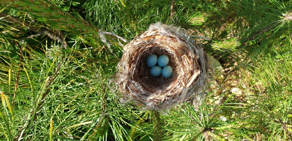 남양주 홍유릉에서 포착된 붉은머리오목눈이의 둥지 속 새알
