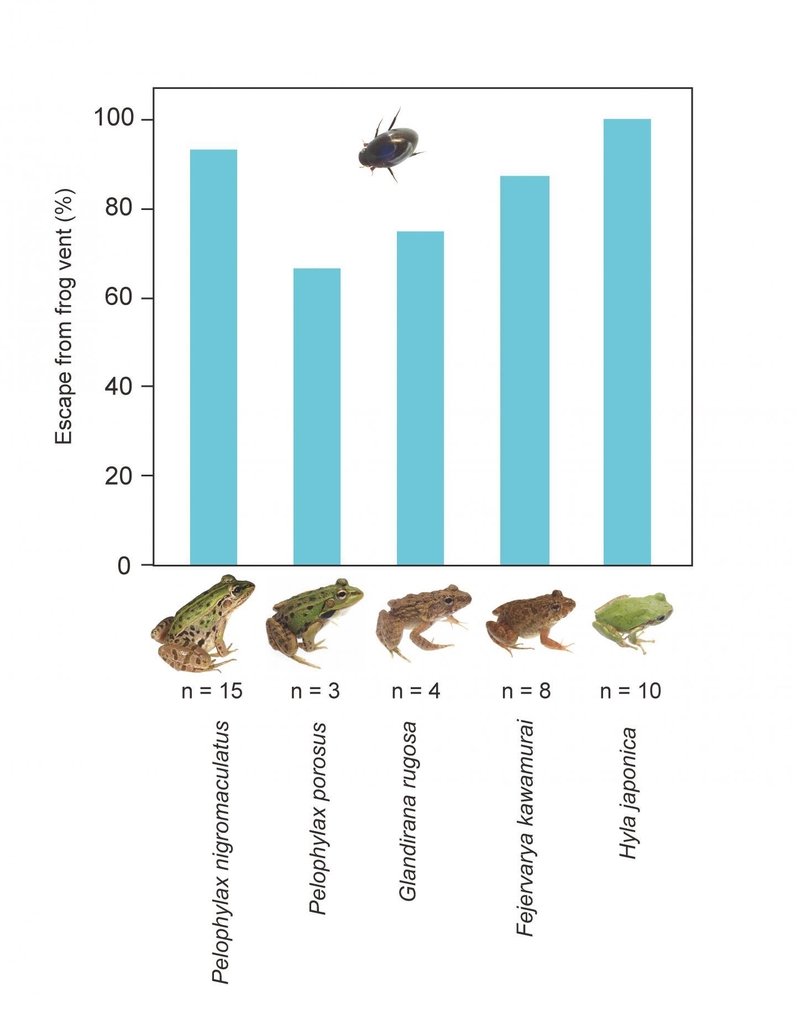 개구리 종과 콩알물땡땡이 생존률