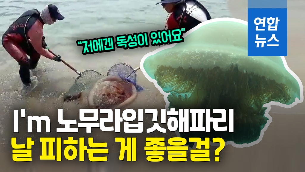 [영상] "쏘이면 쇼크사도"…독성 해파리 출몰에 해수욕장 '비명' - 2