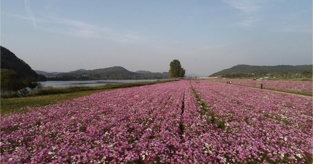 백마강 코스모스 단지