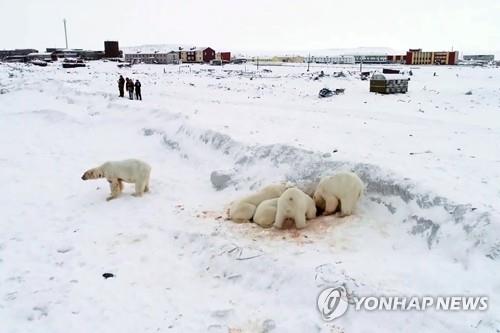 지난해 추코트카 자치구 르르카이피이 마을 인근에 나타난 북극곰 무리의 모습.