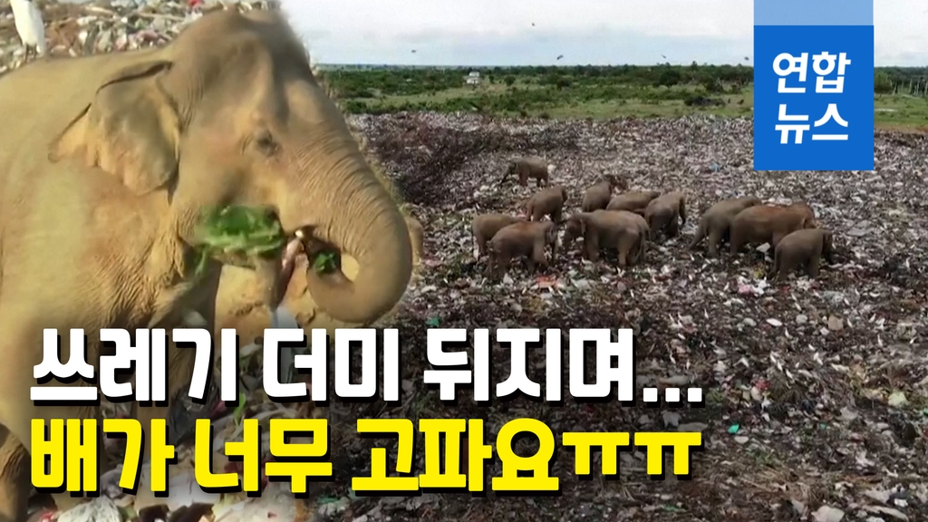 [영상] 너무 배고파서…쓰레기장 뒤지는 스리랑카 코끼리떼의 비극 - 2