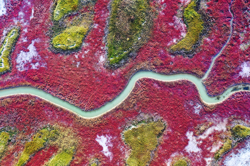 신안군 증도는 가을이 되면 갯벌의 함초와 칠면초가 붉게 물드는 '갯벌의 단풍'이 장관을 이룬다. [연합뉴스 자료사진]