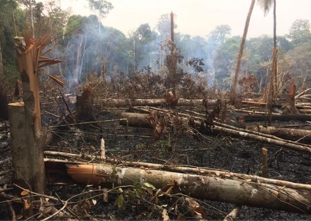 아마존 열대우림 파괴 극성