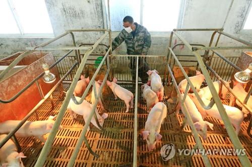 중국 쓰촨성의 양돈 농가