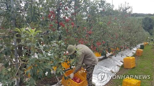 사과 수확하는 외국인 노동자