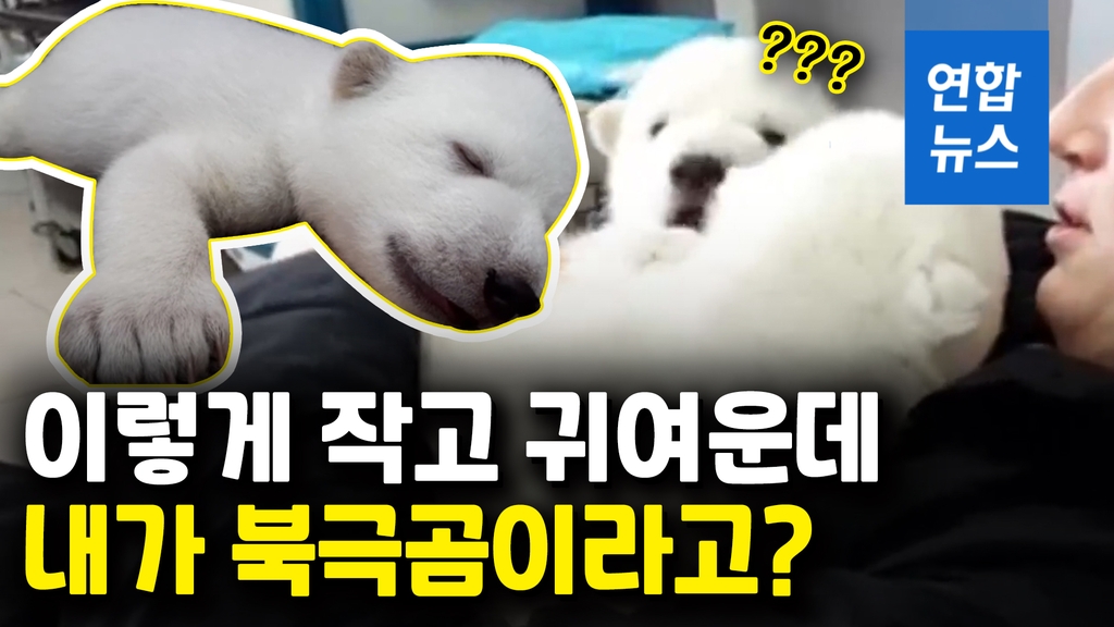 [영상] 우유 먹고 쭉쭉 기지개…꼬물꼬물 새끼 북극곰의 성장일기 - 2