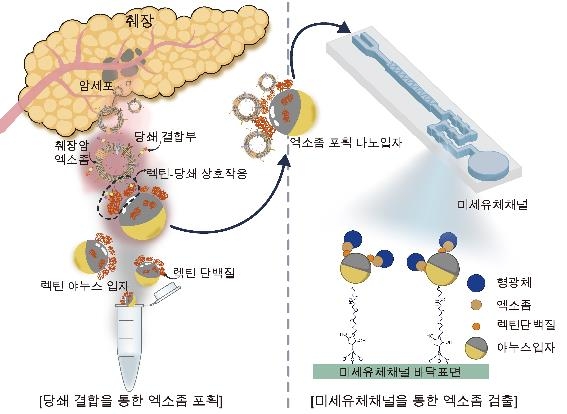 당사슬 결합 나노입자 통한 엑소좀 포획