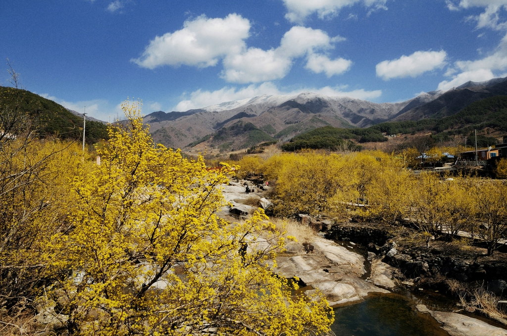 구례 산동면 산수유꽃 군락지