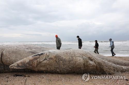 죽은 채로 해변에 밀려온 길이 17ｍ의 긴수염고래 새끼