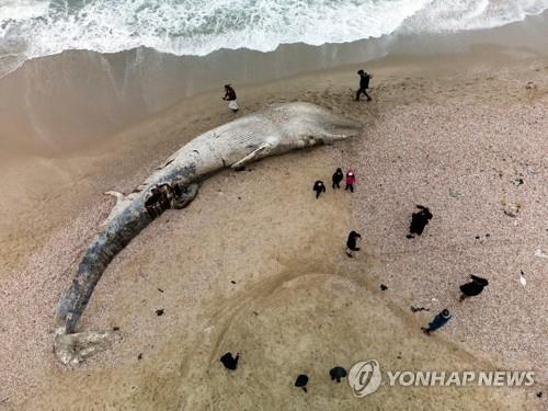 19일(현지시간) 이스라엘 지중해 해변에서 사람들이 고래 사체 주변에 모여 있다.[로이터=연합뉴스 자료사진]