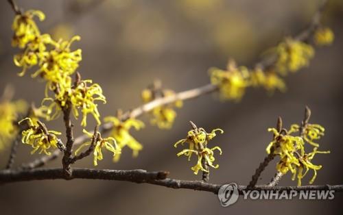 활짝 핀 풍년화