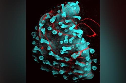유도만능줄기세포로 배양한 피부 오르가노이드. 돌기처럼 머리를 내민 모낭과 뿌리를 내린 신경(적색)이 보인다.[미 보스턴 아동병원 제공 / 재판매 및 DB 금지] 