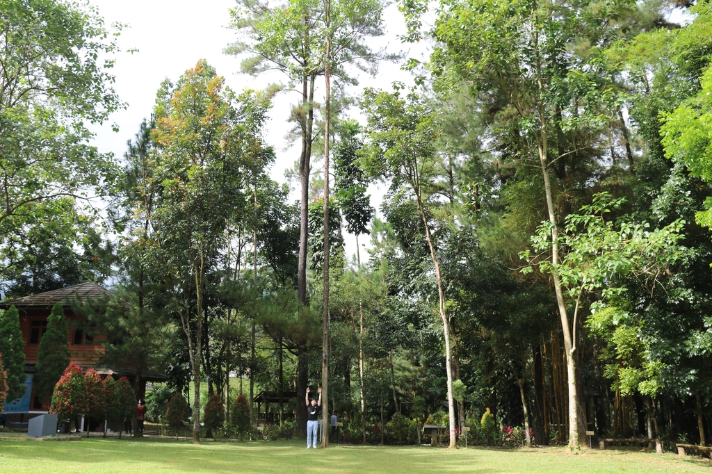 센툴 생태교육숲의 유칼립투스 나무…"1년에 2m씩 자라"