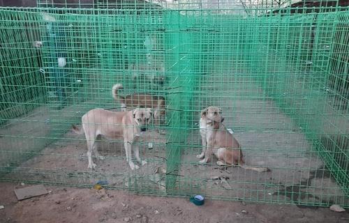 개농장서 구조된 뒤 임시시설에서 지내는 개들