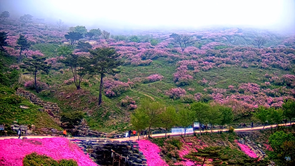 산청 황매산 철쭉 유튜브 영상