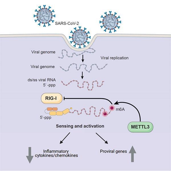 METTL3 효소가 신종 코로나의 RNA 메틸화를 유도하는 과정 