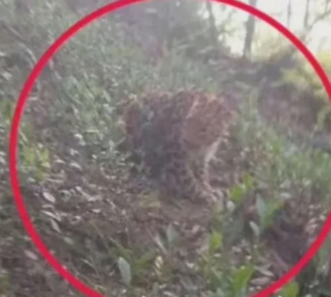 항저우 야생동물원 탈출했다가 포획된 표범