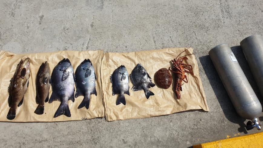 불법 포획 물고기들