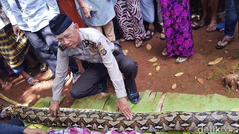 2018년 6월 인도네시아에서 50대 여성을 삼킨 그물무늬비단뱀